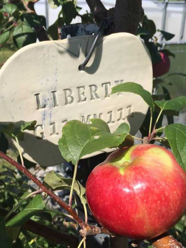 Cedar Heights Orchard In Rhinebeck Begins Apple Picking