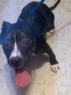 Yonkers Man Throws Dog Down Two Flights Of Stairs, Police Say