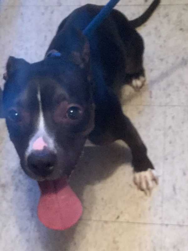 Yonkers Man Throws Dog Down Two Flights Of Stairs, Police Say