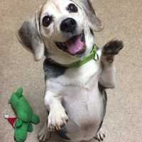 Rivers Is SPCA Pet Of The Week