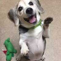 SPCA Hoping To Clear The Shelter