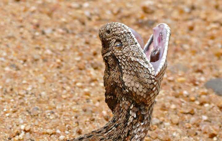 A puff adder was among several other snakes and alligators found in the home of a Butler man.