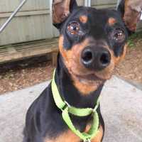 Rocky Is SPCA Pet Of The Week