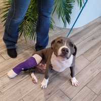 Suffolk County Man Charged With Animal Cruelty For Breaking Dog's Leg, SPCA Says