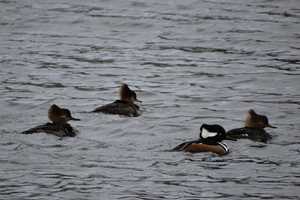 Duck! It's Time For Winter Waterfowl, Fairfield County