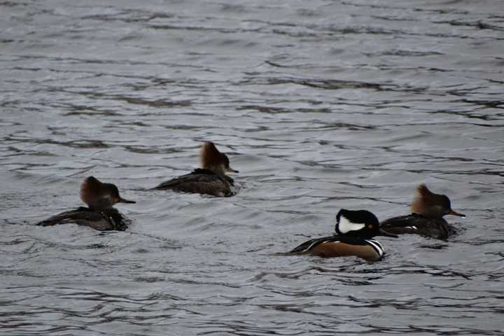Duck! It's Time For Winter Waterfowl, Fairfield County