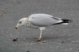 What You Don't Know About Gulls May Surprise You