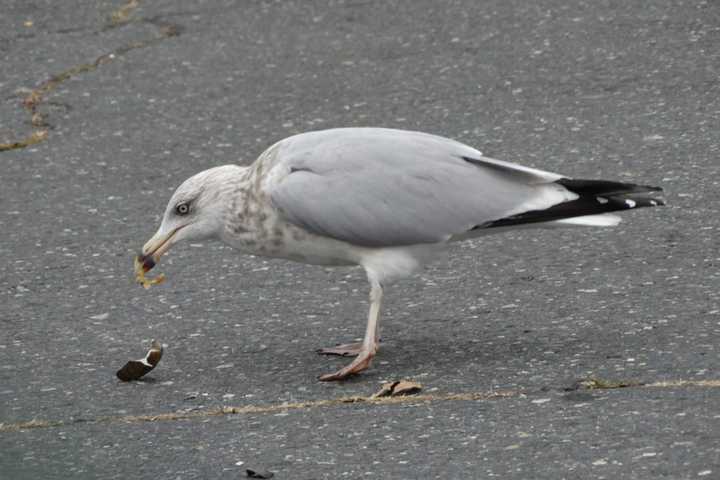 What You Don't Know About Gulls May Surprise You