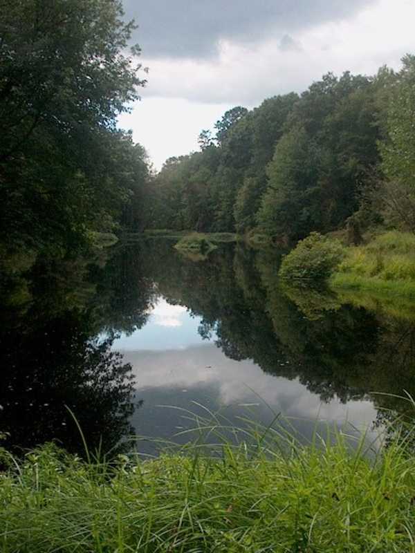 Stratford's Roosevelt Forest Commission Ends Use Of Lethal Beaver Traps