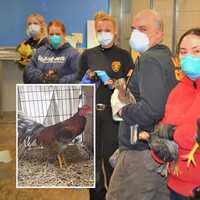 ‘Pretty Bird’: Roosters Rescued From Paterson Cockfighting Ring Get TLC At St. Hubert's
