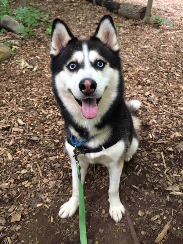 Long Island Man Keeps Four Siberian Huskies Outside During Heat Wave, SPCA Says