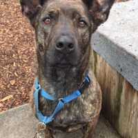Roxy Is SPCA Pet Of The Week