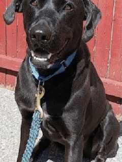 Come Meet Roy At the Putnam Humane Society In Carmel