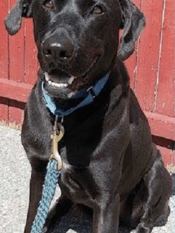 Come Meet Roy At the Putnam Humane Society In Carmel