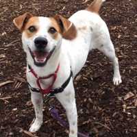 Rusty Is SPCA Pet Of The Week