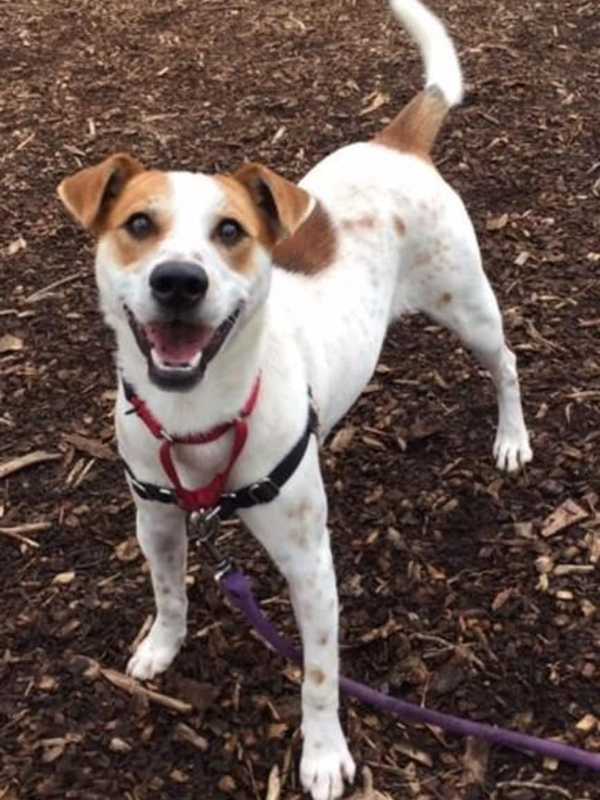 Rusty Is SPCA Pet Of The Week