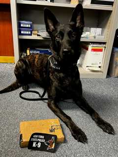 K9 Helps Sniff Out Kilogram Of Cocaine During Traffic Stop In Region: Police