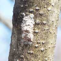 <p>A spotted lanternfly egg mass on a tree.</p>