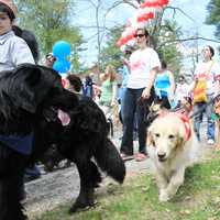 Calling All Dogs To SPCA's Annual Walkathon