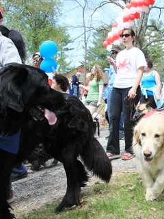 Calling All Dogs To SPCA's Annual Walkathon