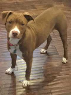 Pet Pit Bull Sadie Missing From Garrison Home