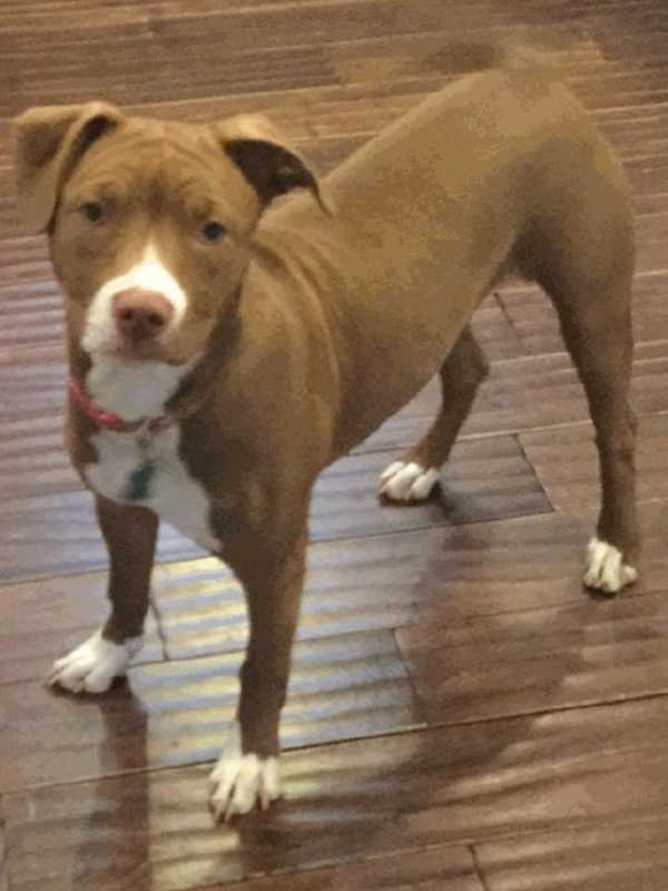 Pet Pit Bull Sadie Missing From Garrison Home