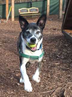 Sadie Is SPCA Of Westchester's Pet Of The Week