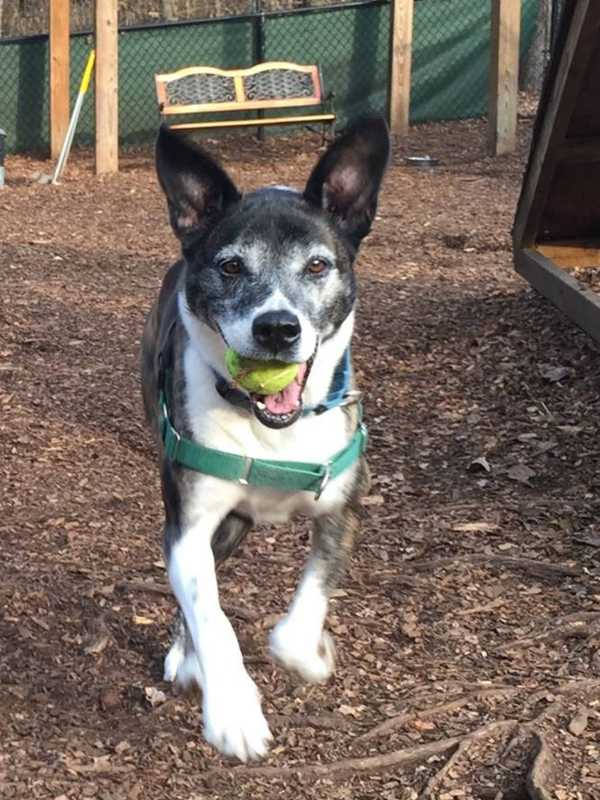 Sadie Is SPCA Of Westchester's Pet Of The Week