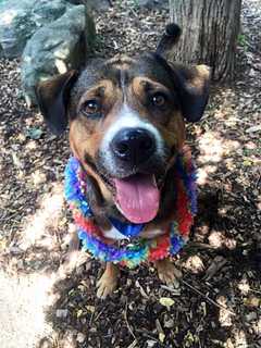Meet Sal, SPCA Pet Of The Week
