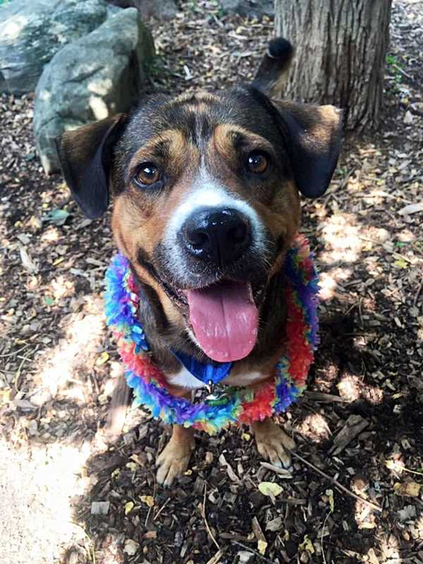 Meet Sal, SPCA Pet Of The Week