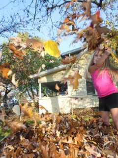Park Ridge Updates Leaf Collection Program