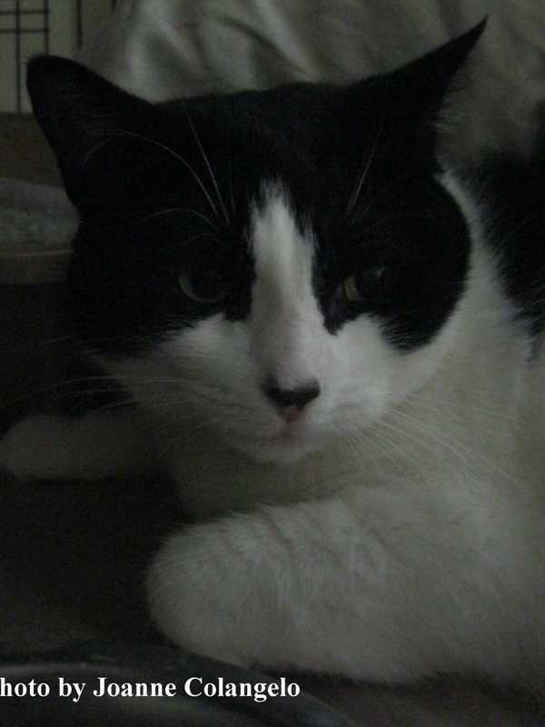 Putnam Humane Society Seeks Home For Cat Named Sara