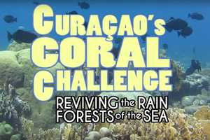 Pace Student's Coral Reef Documentary Garners Rave Reviews 
