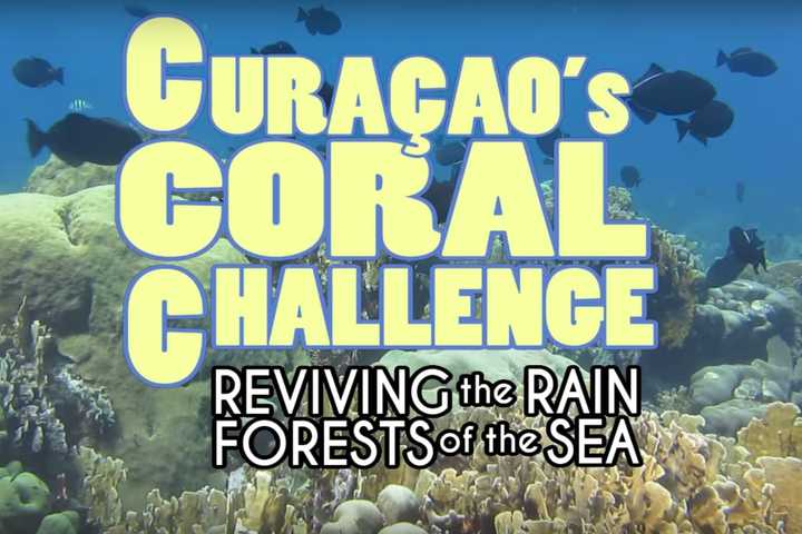 Pace Student's Coral Reef Documentary Garners Rave Reviews 