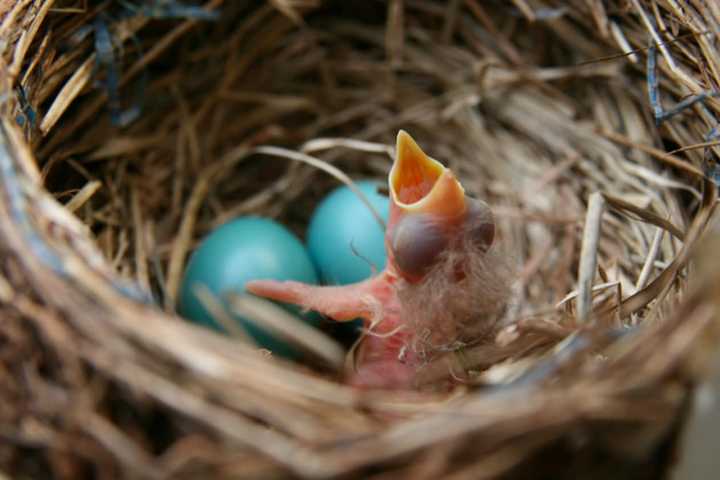 West Milford DPW Chief Charged In Poisoning Of Robin's Nest
