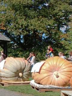 Ridgefield's Ballard Park Hosting Giant Pumpkin Weigh-Off