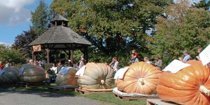 Ballard Park in Ridgefield plays host to the Giant Pumpkin Weigh-Off later this month. 