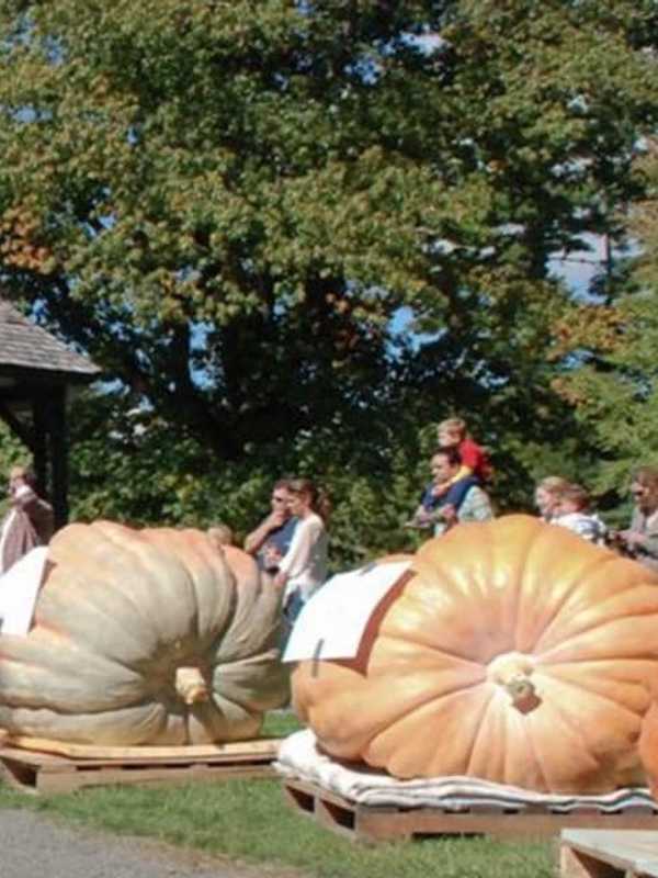 Ridgefield's Ballard Park Hosting Giant Pumpkin Weigh-Off