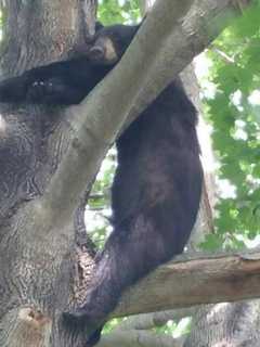 Rockland Homeowner Frustrated As Bear Damages Property