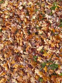 Get Your Leaves Raked By Ridgefield Basketball Players