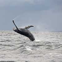 <p>A humpback whale breaches in Long Island Sound off the coast of Stamford on Sept. 12. Photo courtesy of Dan Lent and the Maritime Aquarium at Norwalk.</p>