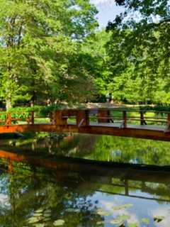 Seven Bridges Foundation Presents Art And Tree Walk