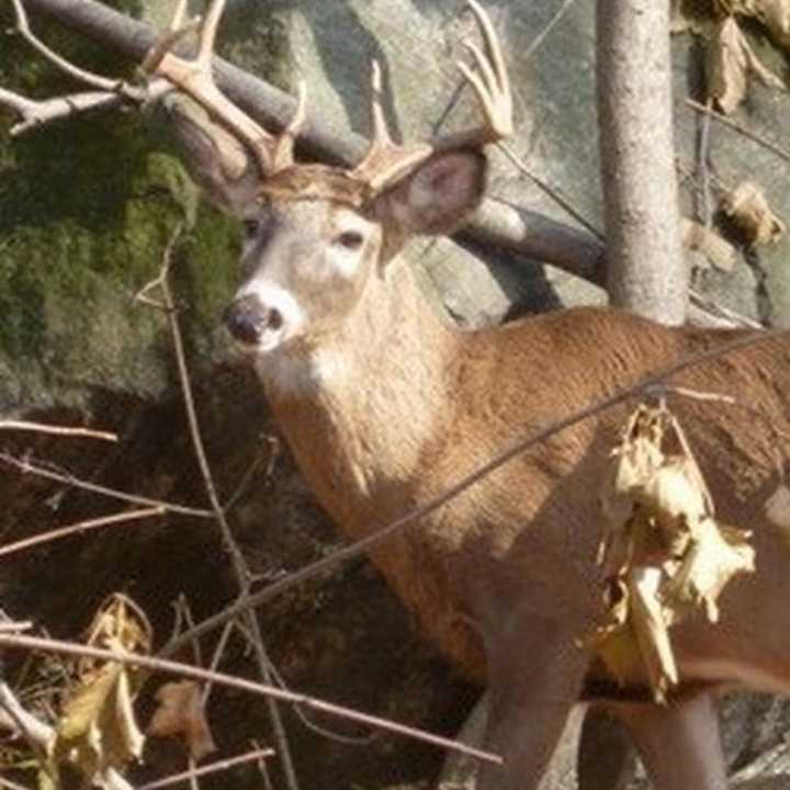 State Sen. George Latimer has introduced legislation that would limit the number of permits the Department of Conservation issues for hunting geese and turkeys. Latimer, a Rye Democrat, said his bill is not getting much support from legislators.