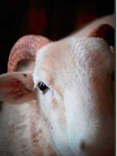 Final Day Of Sheep, Wool Festival Will Be At Dutchess County Fairground
