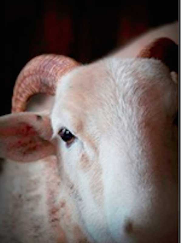 Final Day Of Sheep, Wool Festival Will Be At Dutchess County Fairground