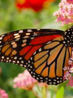 Norwalk Land Trust Plants Milkweed To Attract Monarch Butterflies