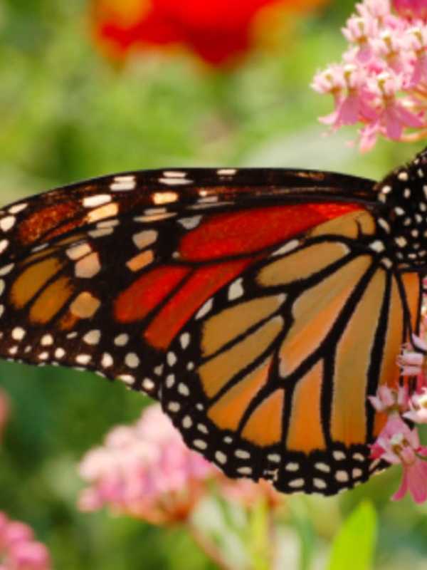 Norwalk Land Trust Plants Milkweed To Attract Monarch Butterflies