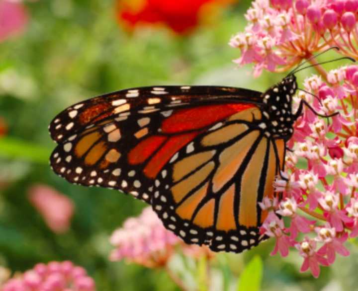  Once-familiar monarch butterfly on milkweed plant.