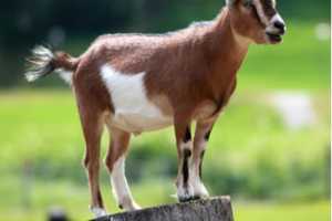 Dozens Of Goats Seized From Property In Fairfield County