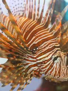 Visitors Can Gobble Up Turkey Fish At Maritime Aquarium